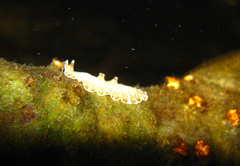 Prostheceraeus crozieri