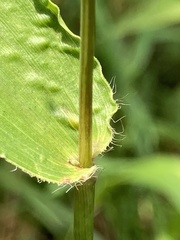 Dichanthelium polyanthes
