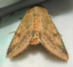 Australothis rubrescens