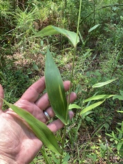 Dichanthelium polyanthes