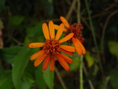 Pseudogynoxys chenopodioides