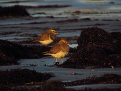 Charadrius modestus