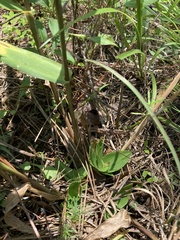 Dichanthelium polyanthes