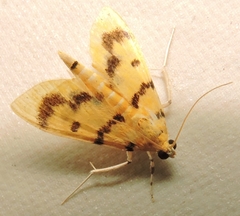 Dichocrocis clytusalis