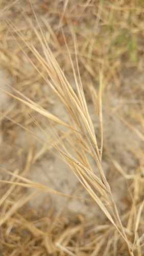 photo of Great Brome (Bromus diandrus)