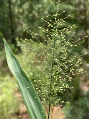 Dichanthelium polyanthes