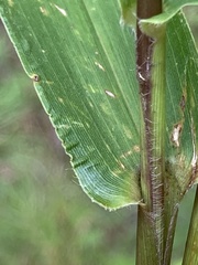 Dichanthelium polyanthes