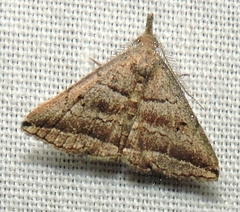 Lysimelia lenis