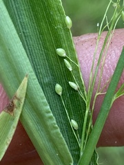 Dichanthelium polyanthes