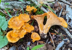 Cantharellus velutinus