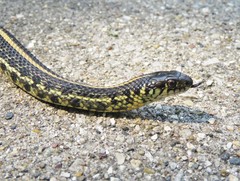 Thamnophis radix