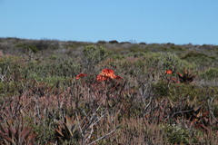 Aloe distans