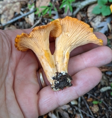 Cantharellus velutinus