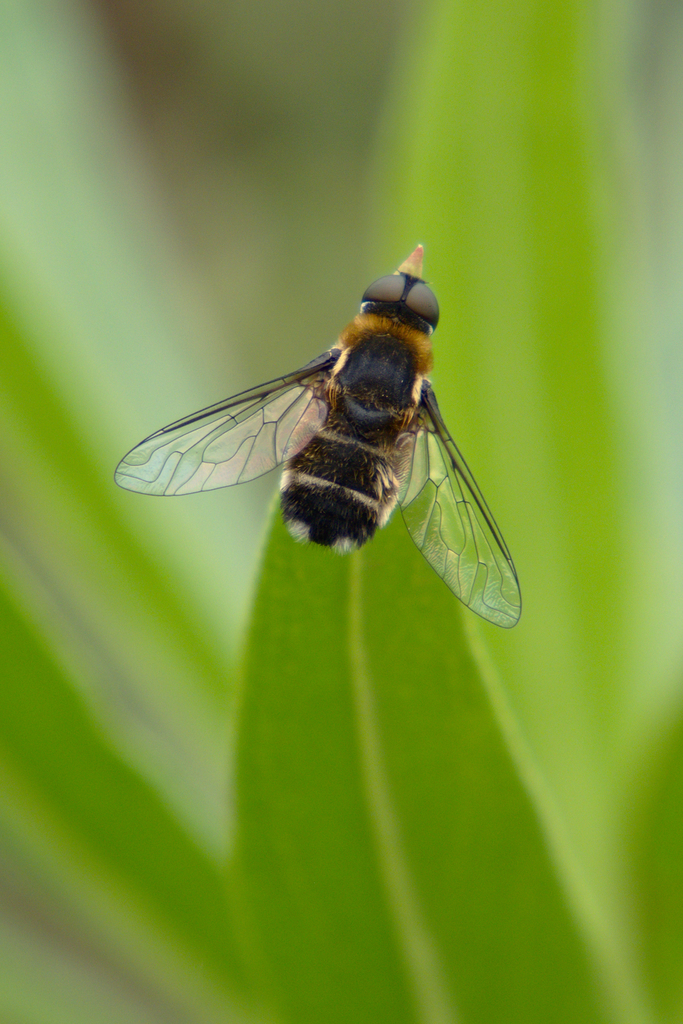 Villa nigriceps