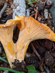 Cantharellus velutinus
