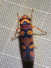 Erythrogonia jucunda