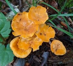 Cantharellus velutinus