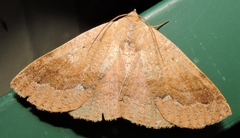 Ophyx ochroptera
