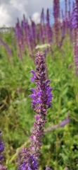 Salvia nemorosa pseudosylvestris
