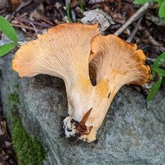 Cantharellus velutinus