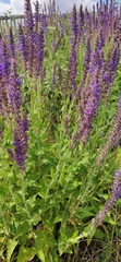 Salvia nemorosa pseudosylvestris