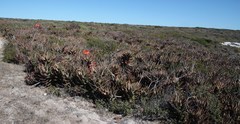 Aloe distans