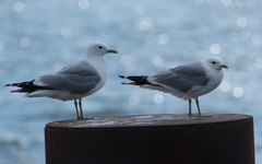 Larus canus