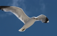Larus canus