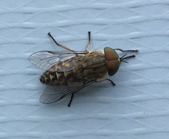 Tabanus bromius