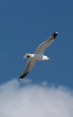 Larus canus