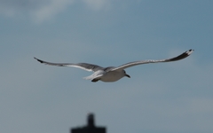 Larus canus