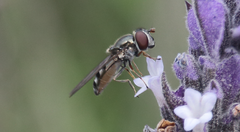 Platycheirus fenestrata