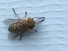 Tabanus bromius