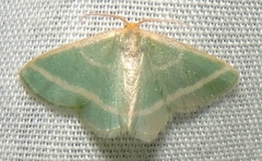 Mixocera latilineata