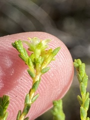 Diosma prama