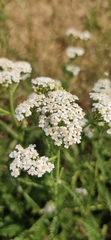 Achillea millefolium