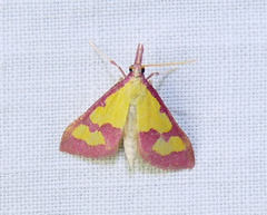 Choristostigma roseopennalis