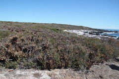 Aloe distans