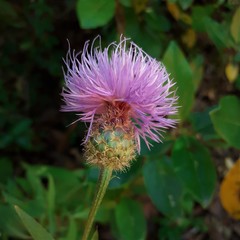 Cheirolophus sempervirens