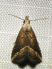 Schrankia macula