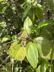 Miconia thomasiana