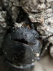 Dorcus parallelipipedus