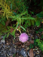 Cheirolophus sempervirens