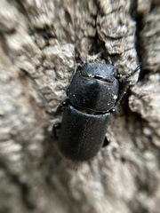 Dorcus parallelipipedus