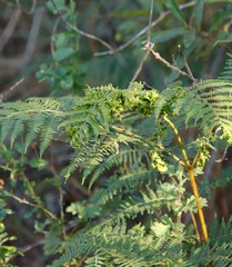 Eriophyes quadrifidus