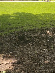 Gallus gallus domesticus