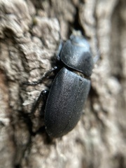Dorcus parallelipipedus
