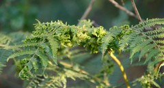 Eriophyes quadrifidus