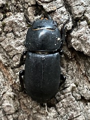 Dorcus parallelipipedus