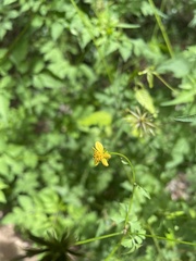 Bidens cynapiifolia